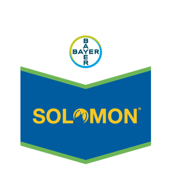 SOLOMON BAYER