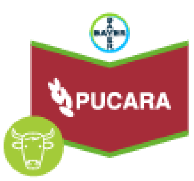 Pucara