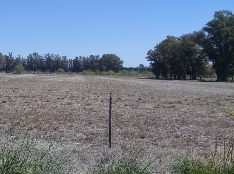 Venta de campo en Mercedes - 10 Has. agrícolas