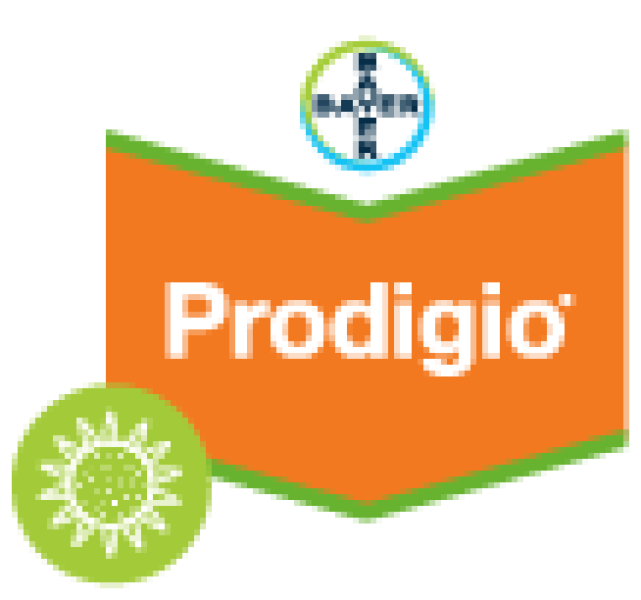 Prodigio