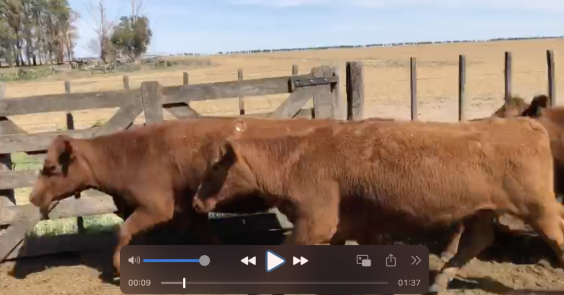 473 vacas AA Colorado prenadas de 2a y 3a paricion