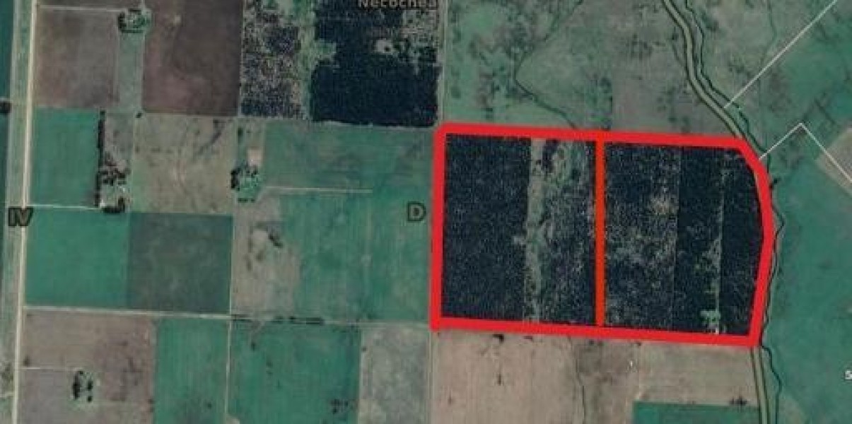 En Venta - Campo Forestal de 38.5 Has en Ramon Santamarina