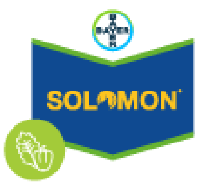 Solomon