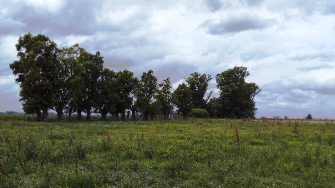 venta de campo de 44 Has. cerca de ruta en Mercedes Buenos Aires