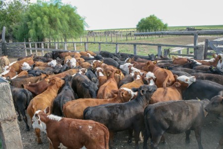 3 consejos para la época del tacto 🐄