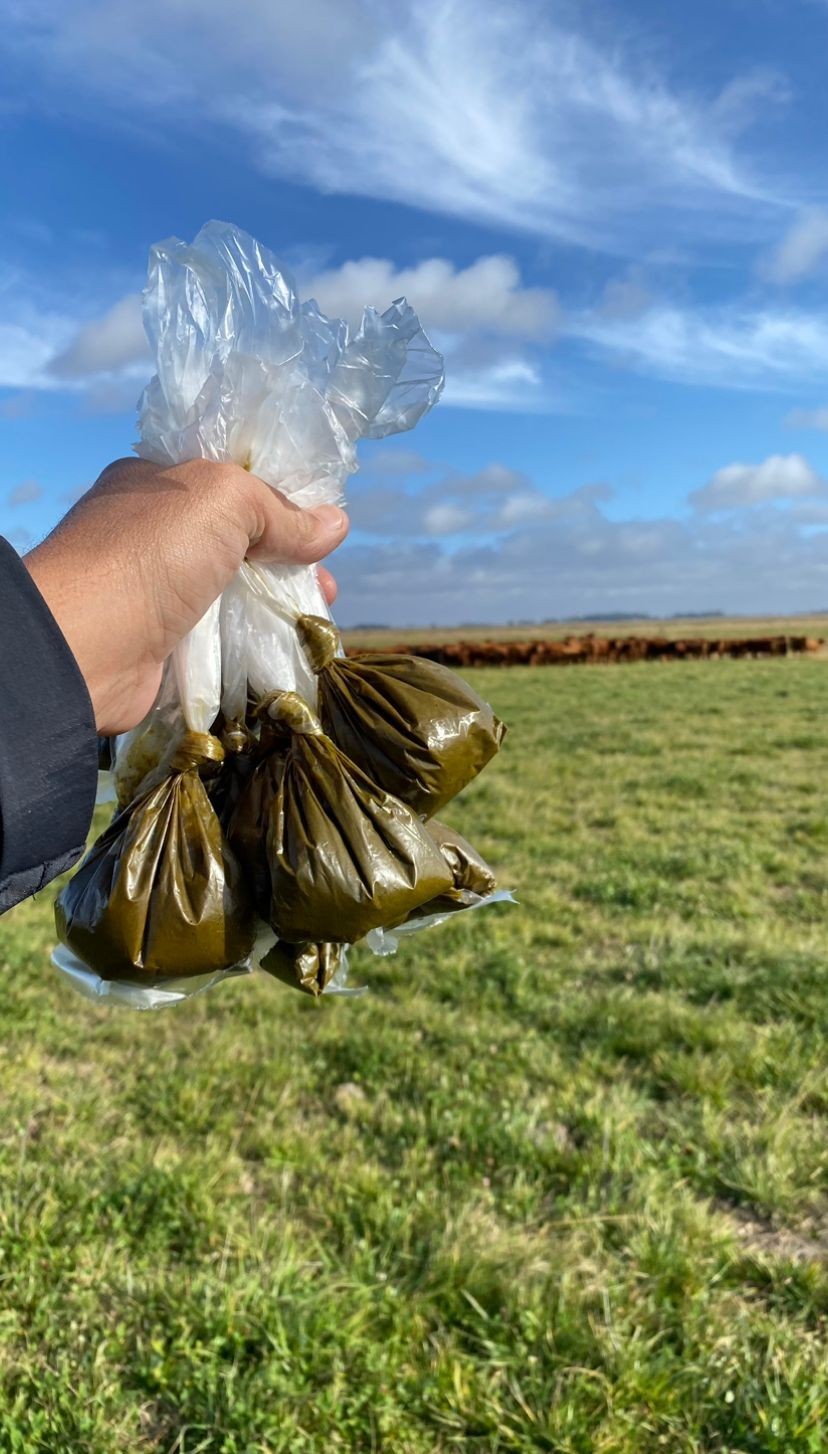 Monitoreo parasitario en terneros