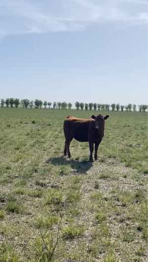 110 Vaquillonas AA Colorado p/Servicio