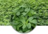 ALFALFA SOPERSONIC 25 KG