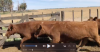 473 vacas AA Colorado prenadas de 2a y 3a paricion